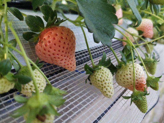 🍓 야스다 딸기 농원(야스다 이치고엔) 이미지 1